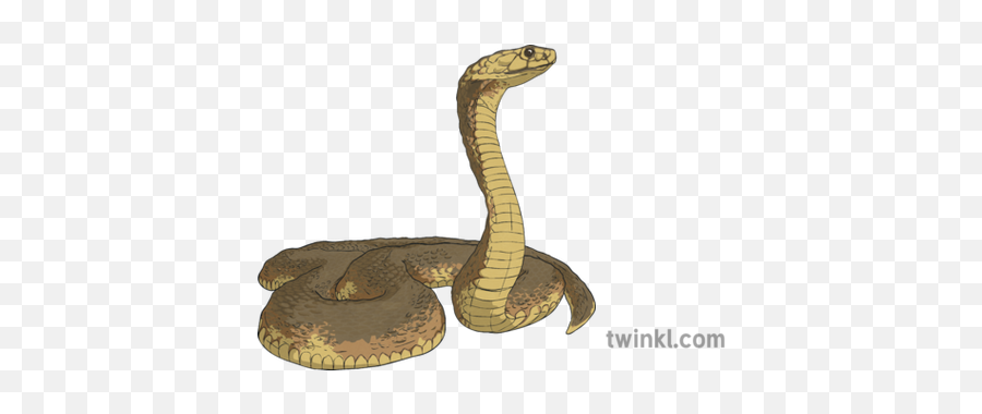 021061 Anaconda Animal Snake Relax Pose Yoga Exercise Life - Indian Cobra Png,Anaconda Png