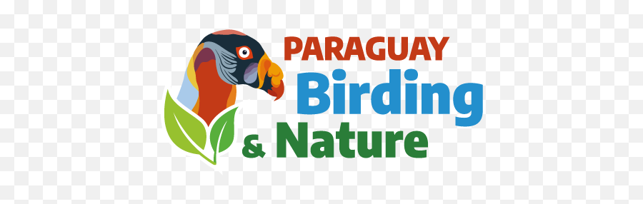 Paraguay Birding U0026 Nature Pbn - King Vulture Png,Nature Logo