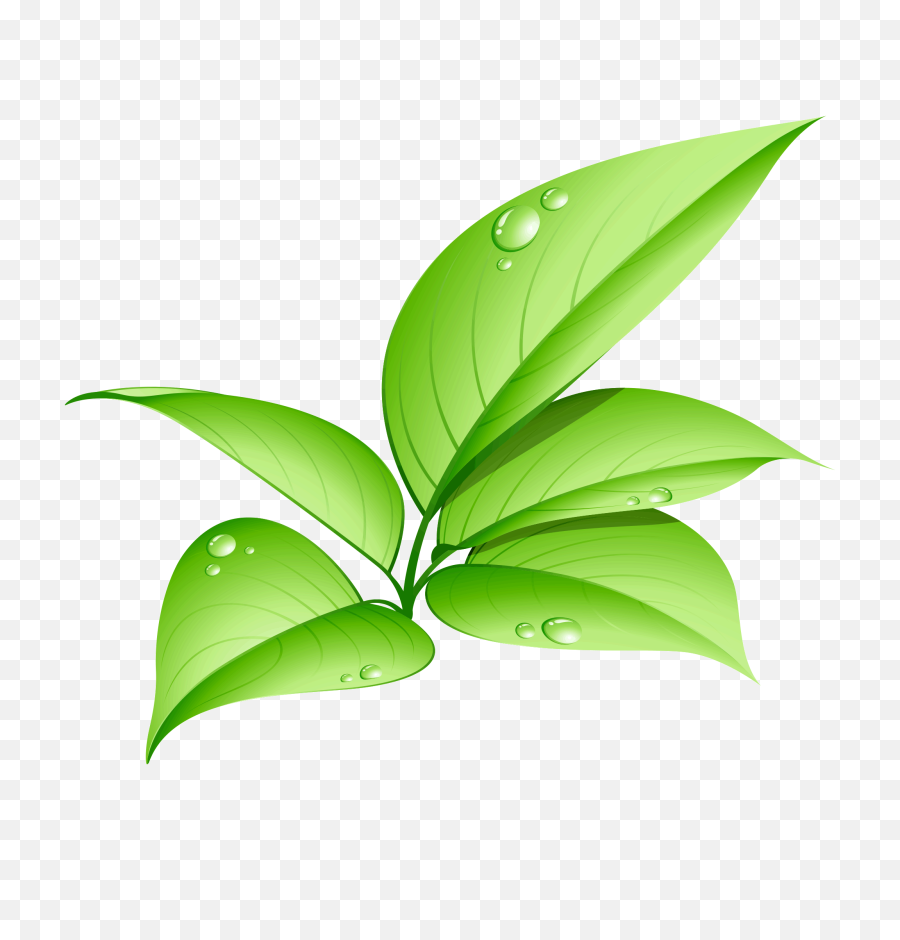 Download Leaves Png - Green Leaf Png Hd,Leave Png
