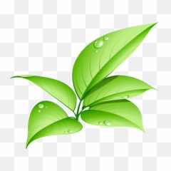 Download Leaves Png - Green Leaf Hd