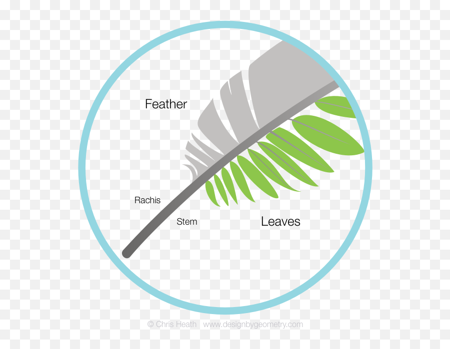 Feather And Fern Leaf Comparison - Designbygeometry Half Feather Half Leaf Png,Feather Logo