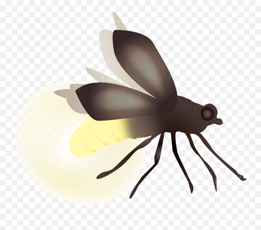 Transparent Bugs Firefly - Firefly Png,Firefly Png