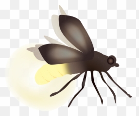 Transparent Bugs Firefly - Png