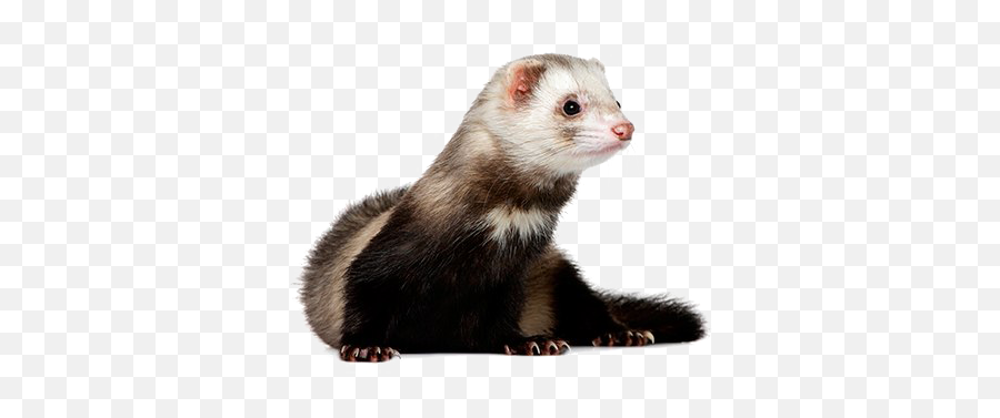 Ferret Png High - High Quality Ferret,Ferret Png