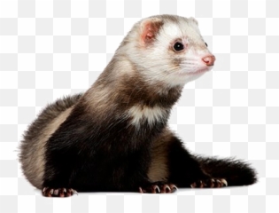 Ferret Png High - High Quality Ferret,Ferret Png