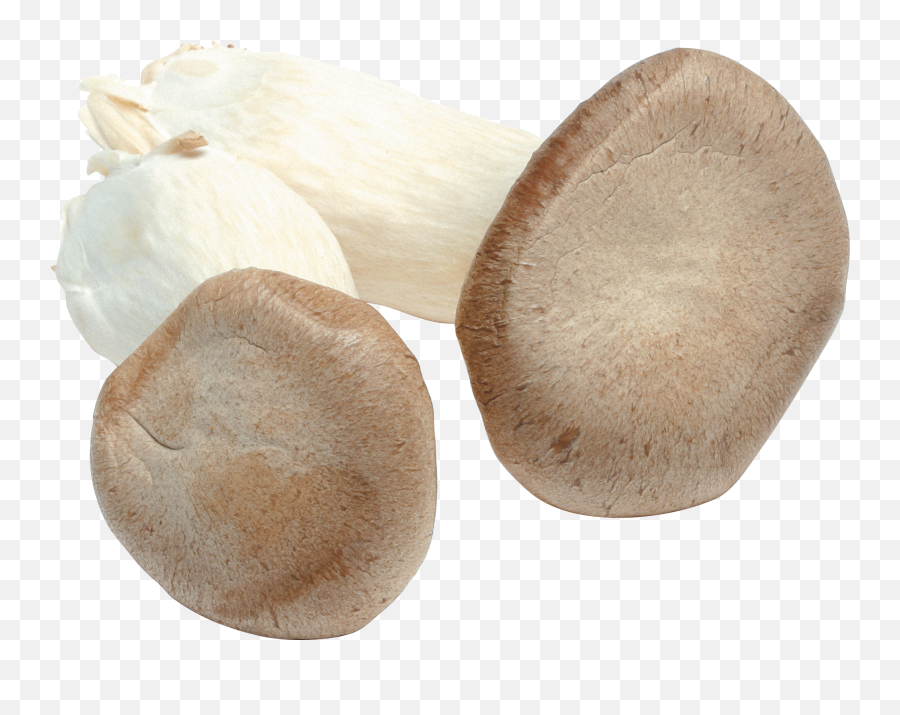 Download Mushroom Png Image For Free - Mushroom,Fungi Png