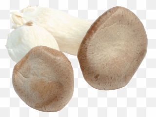 Download Mushroom Png Image For Free - Mushroom,Fungi Png