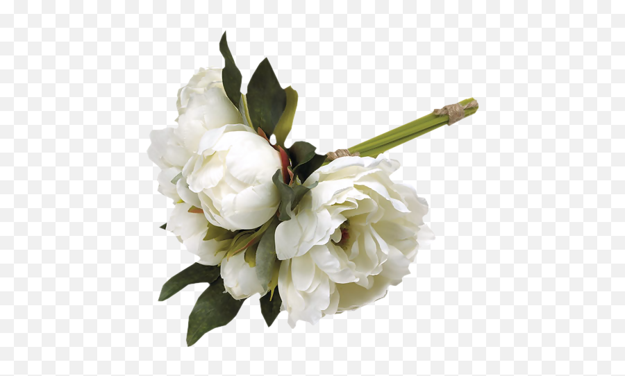Download White Peonies - Transparent White Peony Png,Peonies Png