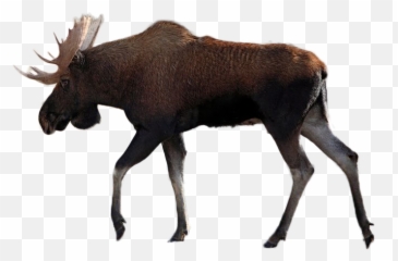 Elk Drawings Png U0026 Free Drawingspng Transparent Images - Moose Png,Elk Png