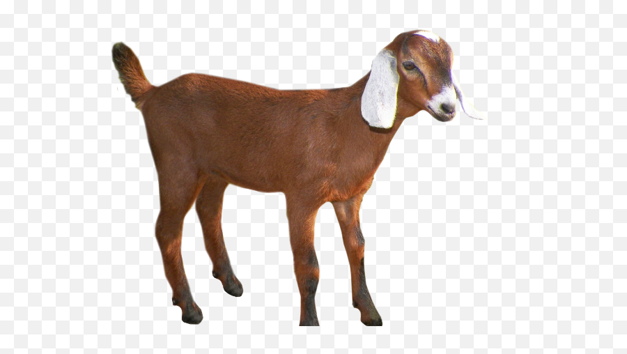 Transparent Background Goat Clipart - Clipart Transparent Background Goat Png,Goat Emoji Png
