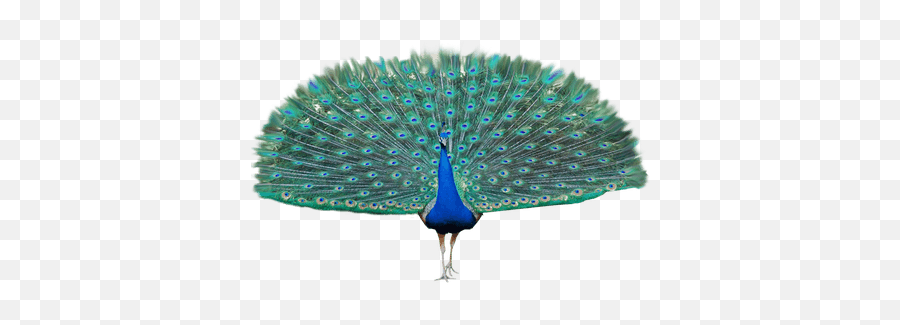 Peacock Png Images Free Download - Transparent Background Peacock Png,Peacock  Feather Png - free transparent png images 