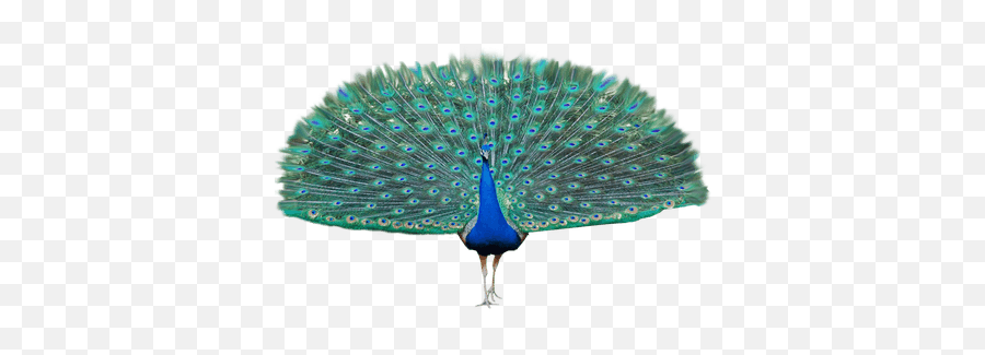 Peacock Png Images Free Download - Transparent Background Peacock Png,Peacock Feather Png