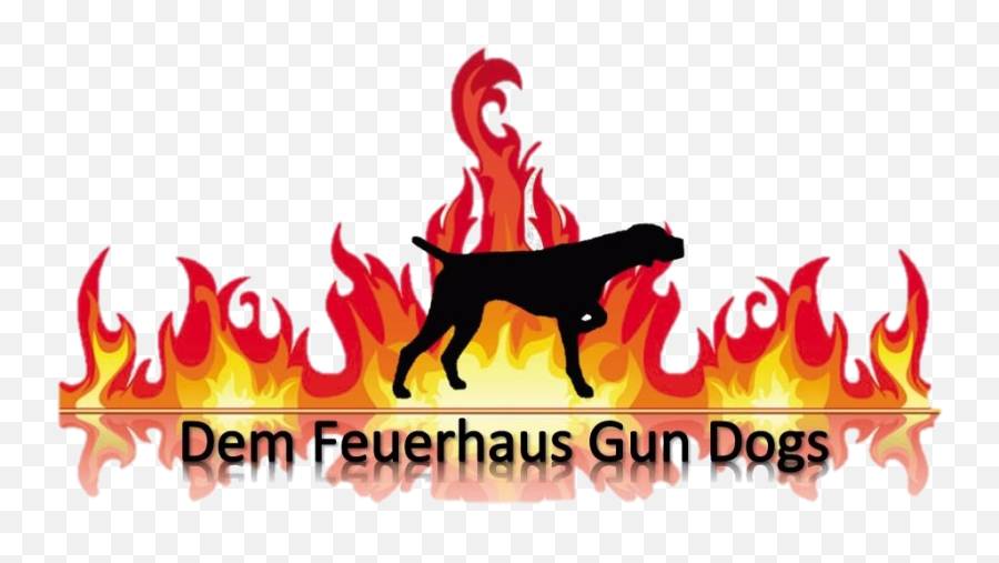 German Shorthair Pointer Dem Feuerhaus Gun Dogs Gsp - Transparent Fire Clipart Png,Dog Silhouette Png