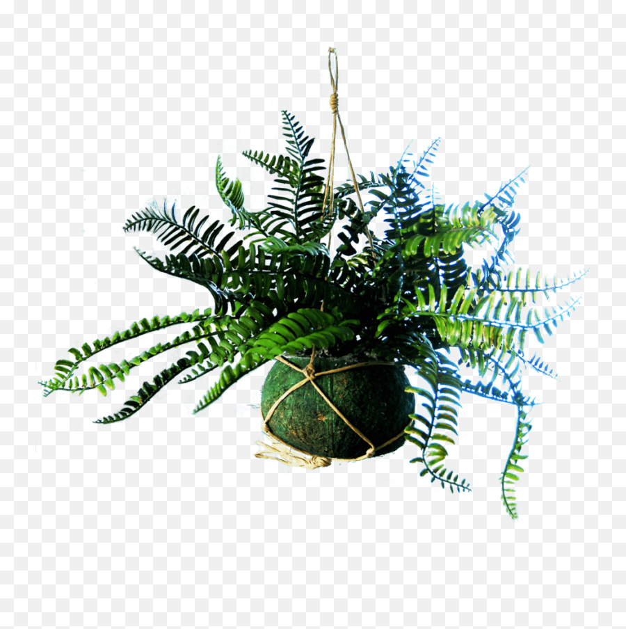 Hanging Basket With 2 Royal Fern Plants Green 36 Cm - Vertical Png,Ferns Png