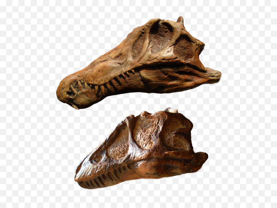 Spinosaurus Png - Spinosaurus Skull Replica,Spinosaurus Png