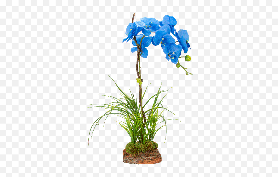 Cyma Orchids Vintage Blooms - Artificial Blue Orchid Artificial Blue Orchid Png,Orchid Png
