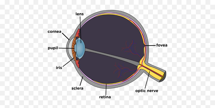 Opaque And Transparent Substances Visible Light Siyavula Png Eyeball Background