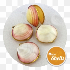 Download Polished - Baltic Clam Full Size Png Image Pngkit Clam,Clam Png