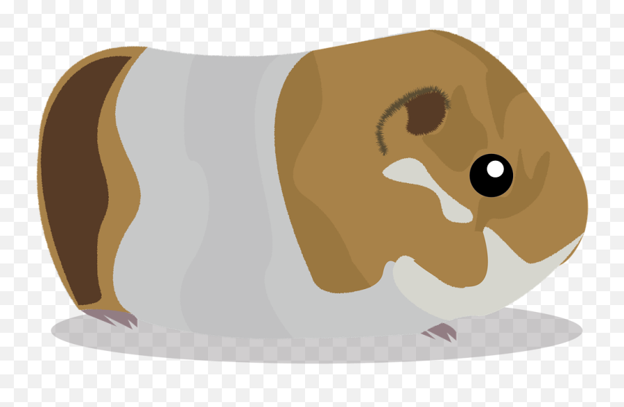 Cuy Peru Guinea Pigs - Free Image On Pixabay Cuy Png,Guinea Pig Png