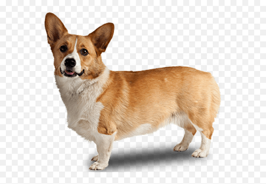 Png Images Vector Psd Clipart Templates - Transparent Background Corgi Png,Corgi Transparent