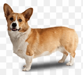 Png Images Vector Psd Clipart Templates - Transparent Background Corgi Png,Corgi Transparent