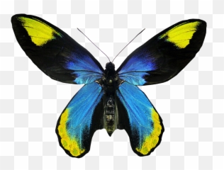 Butterfly Transparent Background Png - Real Butterflies