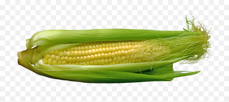 Corn Hd Png Transparent Hdpng Images Pluspng - Maíz Png,Corn Transparent Background