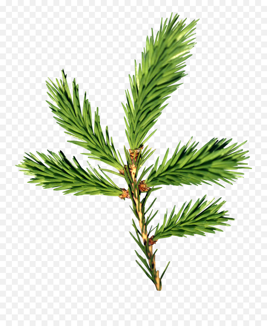 Fir - Tree Png Images Free Download Picture Pine Tree Leaves Transparent,Tree Branches Png