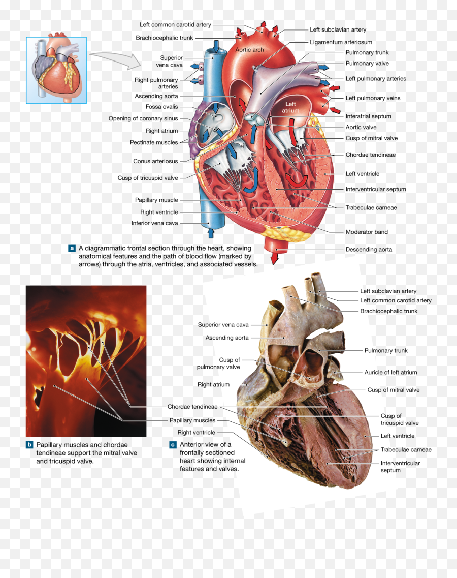 Four - Labelled Dissection Of A Heart Png,Anatomical Heart Png