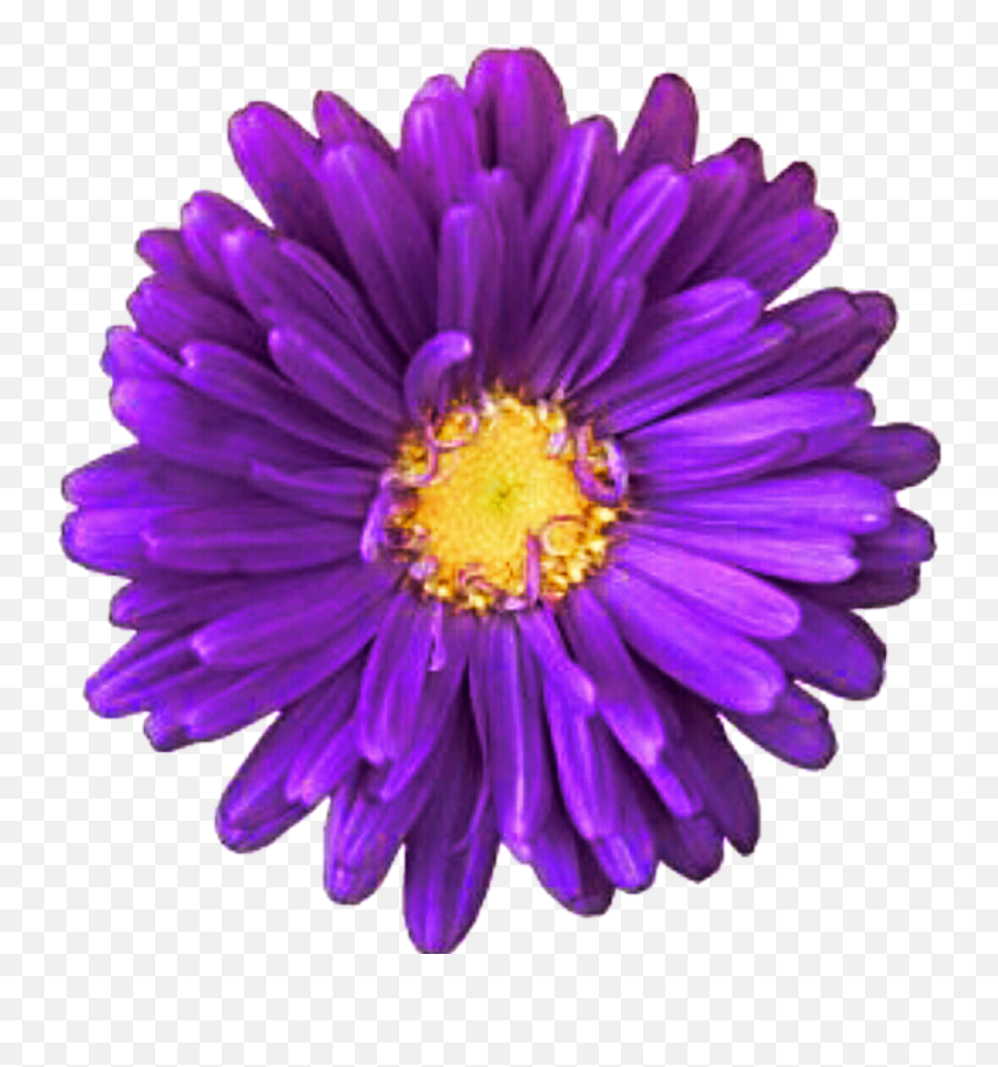 Download Free Png Daisy Purple Transparent - Purple Daisy Png,Daisy Png