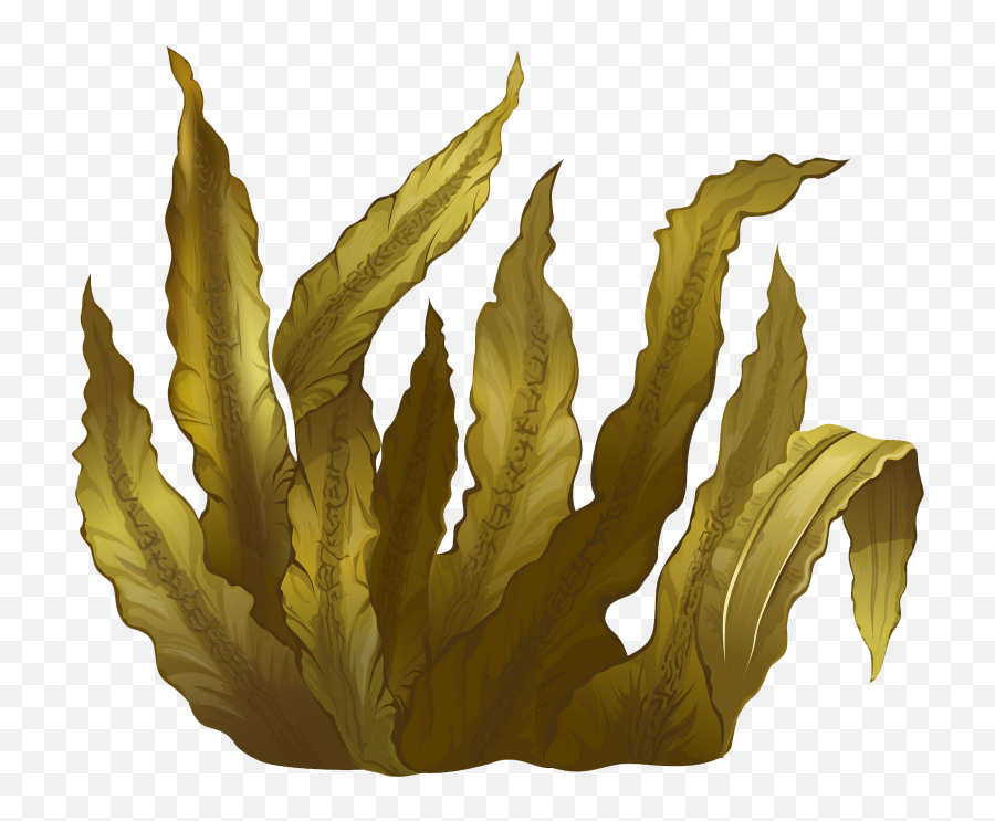 Kelp Seaweed Algae Deep - Transparent Seaweed Png,Algae Png