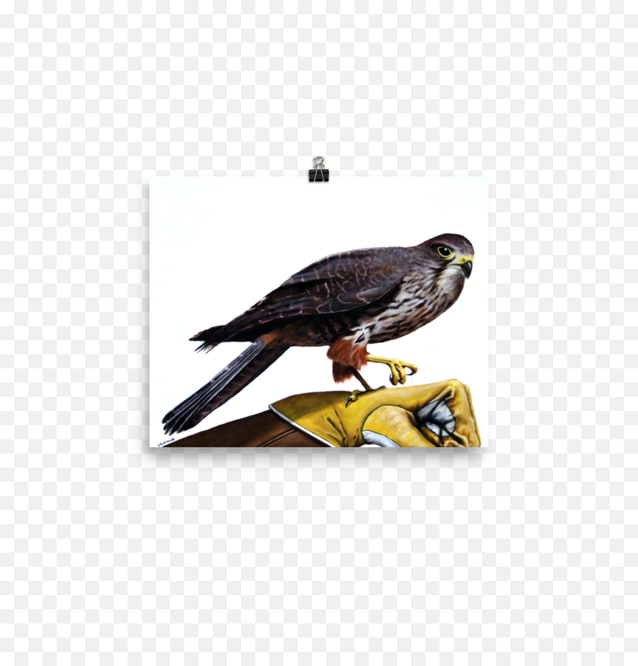 Captain Falcon - Captain Falcon Falcon Png,Captain Falcon Png