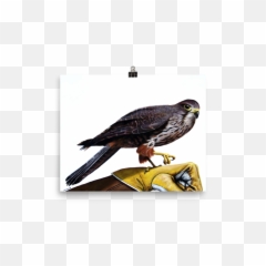 Captain Falcon - png