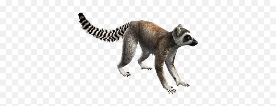Lemur Png And Vectors For Free Download - Ring Tailed Lemur Png Free,Lemur Png
