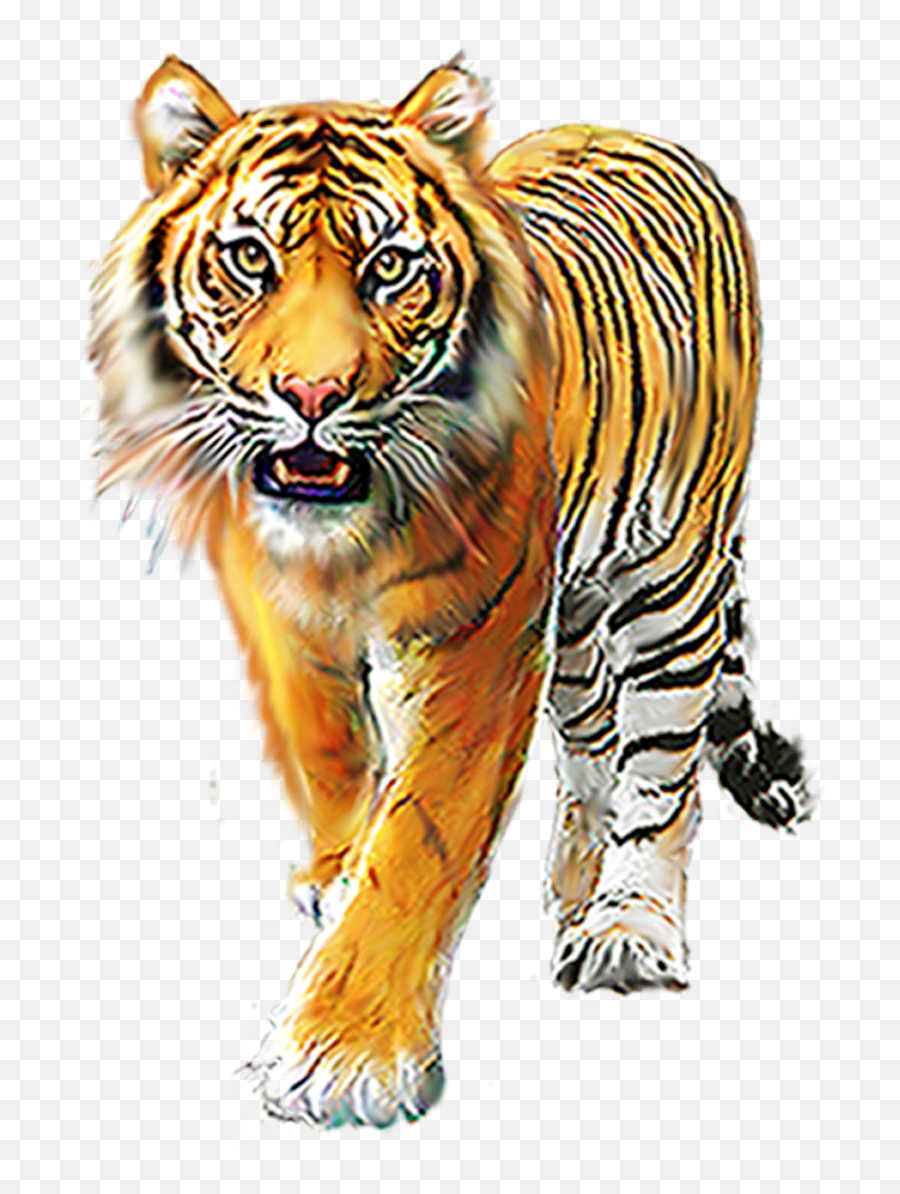 Cartoon Tiger Background Images For Editing Picsart - Tiger Of Bengal  Png,Animals Png - free transparent png images 