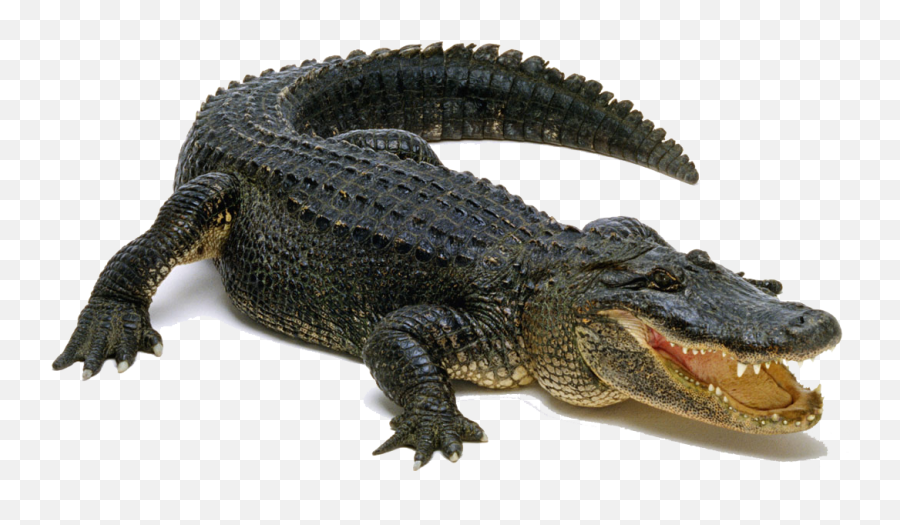 Aligator Png 4 Image