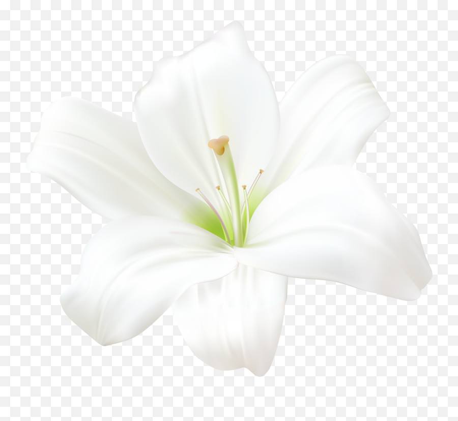 White Lily Png Clip Art Image