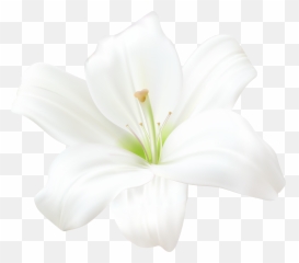 White Lily Png Clip Art Image