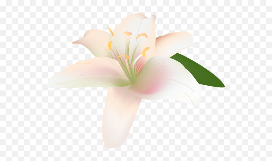 Lily Flower Transparent - Lily Flower Transparent Flower Png,Lily Flower Png