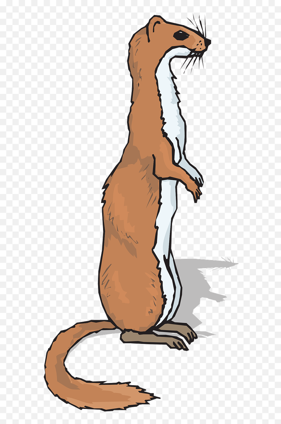 Ferret Animal Mammal - Ferret Clipart Png,Ferret Png