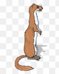 Ferret Animal Mammal - Ferret Clipart Png,Ferret Png