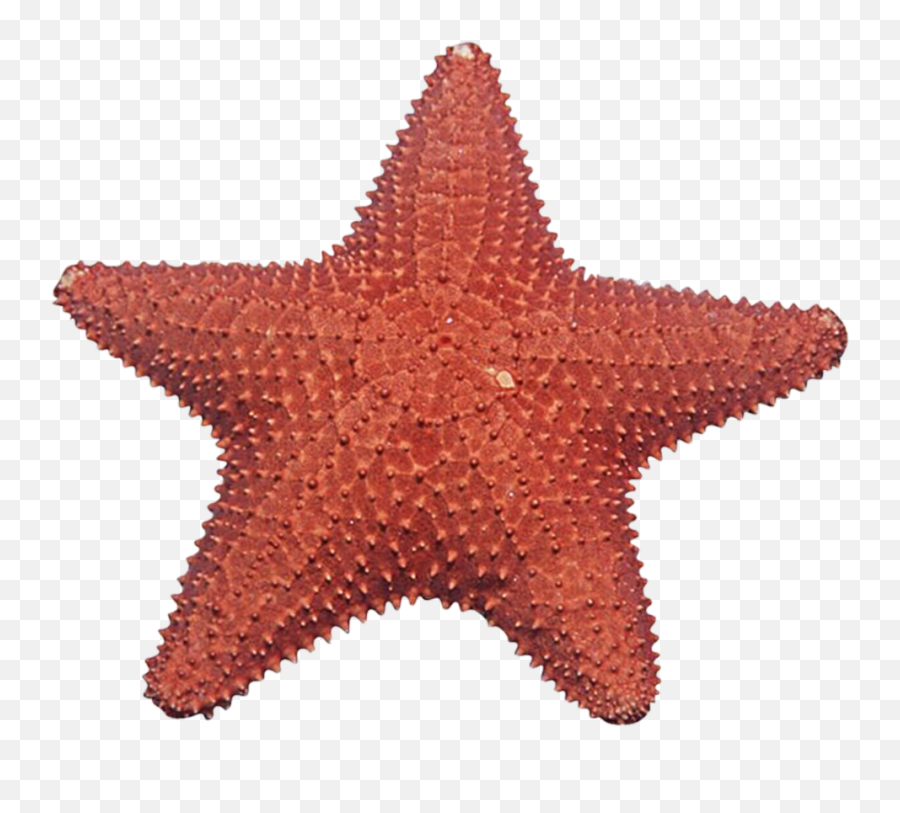 Starfish Png Image Hq - Starfish Png,Real Star Png