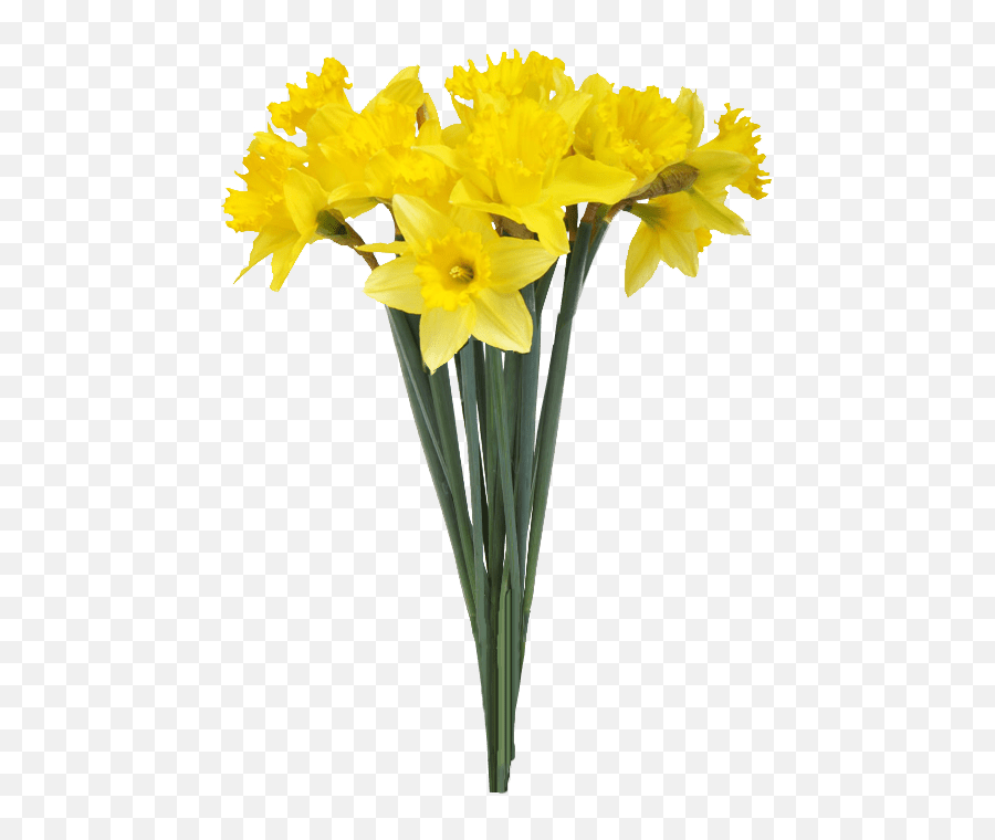 Spring Daffodils Transparent Background - Daffodil In Flower Vase Png,Flowers With Transparent Background