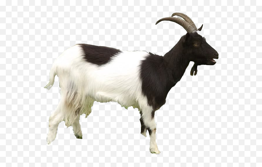 Goat Png Transparent - Billy Goat Transparent Background,Goat Emoji Png