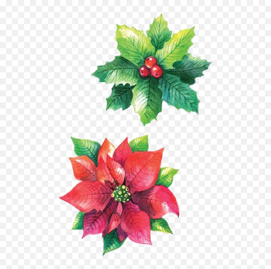 Christmas Flowers Poinsettia Sticker By Stephanie - Poinsettia Png,Christmas Garland Png