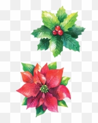 Christmas Flowers Poinsettia Sticker By Stephanie - Poinsettia png