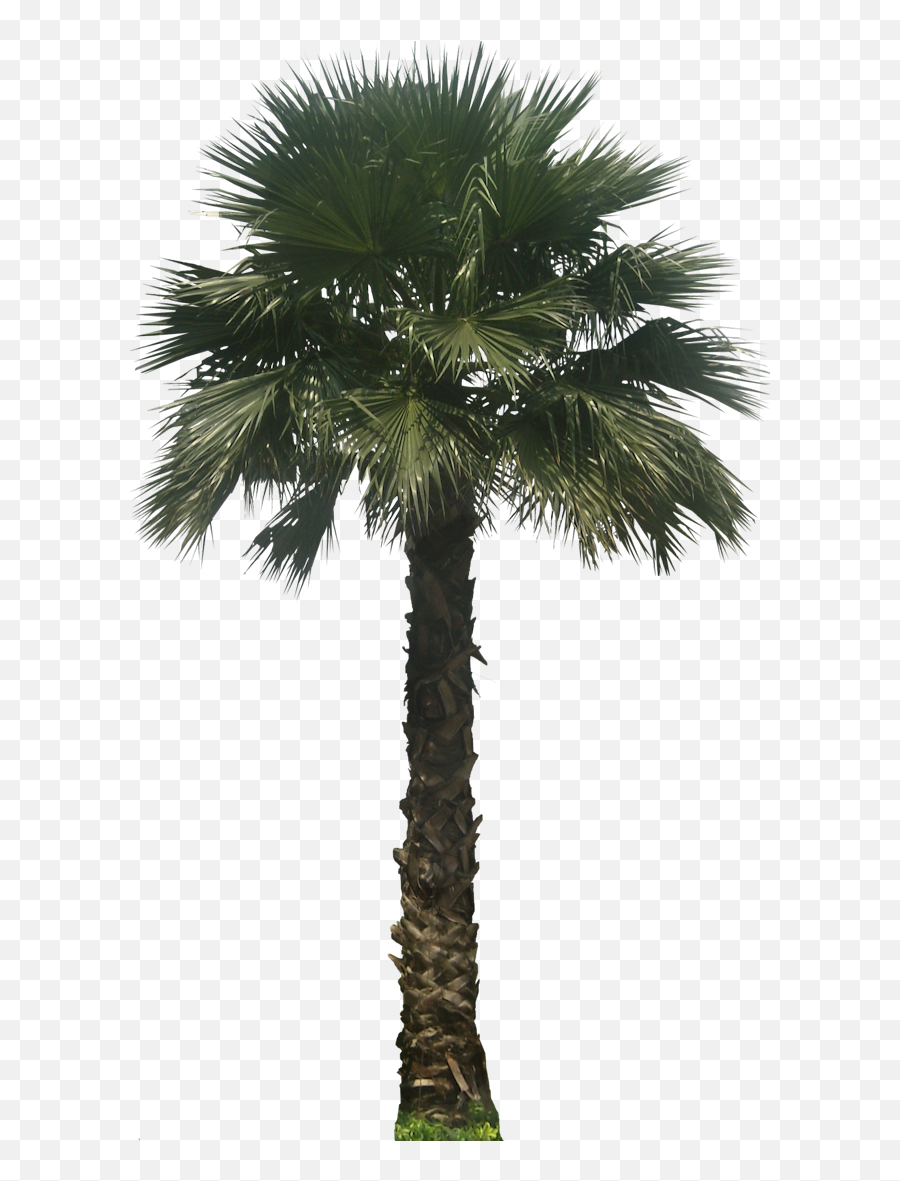 Washingtoniarb02lpng 6401100 Vegetacion Arboles - Washingtonia Filifera Png,Palmtree Png