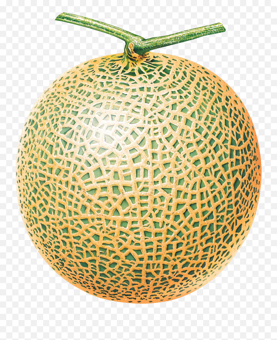 Download Melon Png Image For Free - Melon Fruit Clip Art,Melon Png