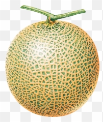 Download Melon Png Image For Free - Melon Fruit Clip Art,Melon Png