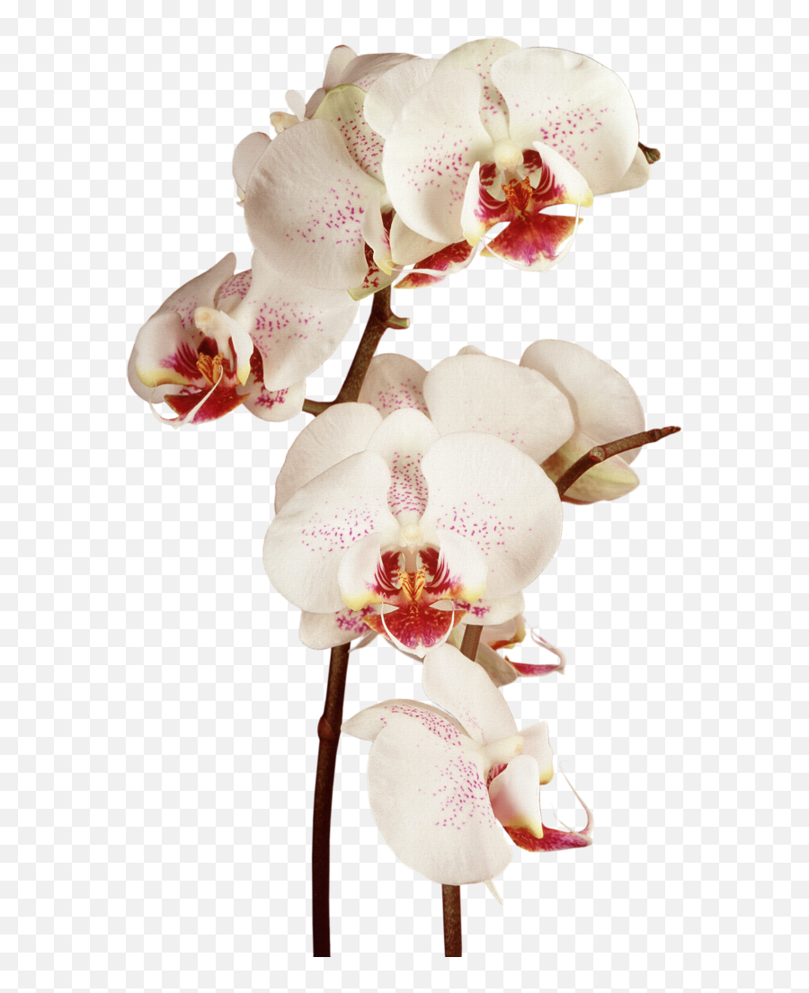 Download Hd Orchid - Moon Orchid R Png Transparent Png Image Orchid Flowers Clipart Watercolor,Orchid Png